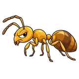 Illustration of Yellow meadow ant